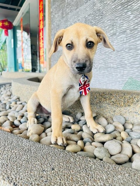 Benny &amp; Bobby - Labrador Retriever + Black Mouth Cur Dog