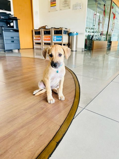 Benny &amp; Bobby - Labrador Retriever + Black Mouth Cur Dog