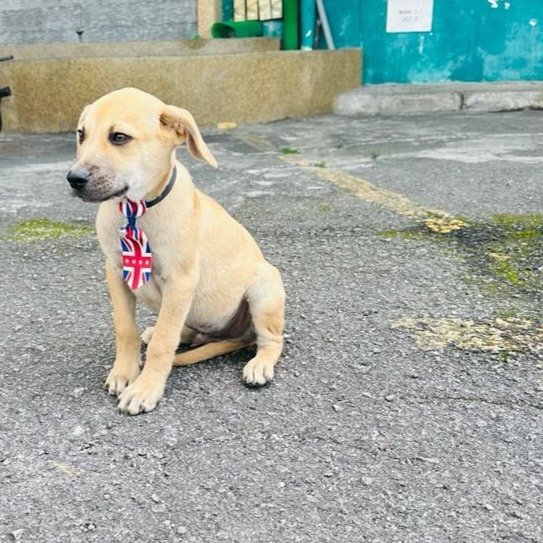 Benny &amp; Bobby - Labrador Retriever + Black Mouth Cur Dog