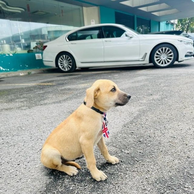 Benny &amp; Bobby - Labrador Retriever + Black Mouth Cur Dog