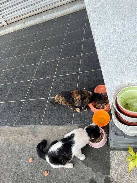 Found 2 - Domestic Short Hair + Calico Cat