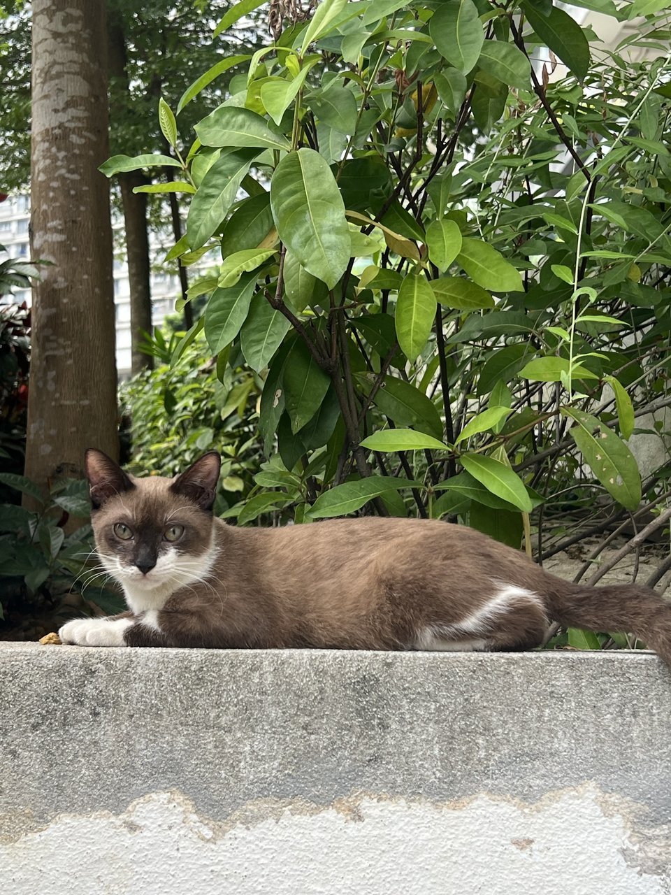 Choco - Domestic Medium Hair + Siamese Cat