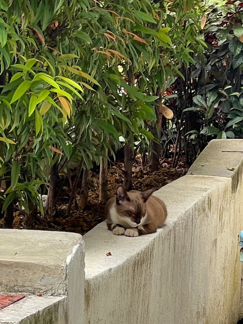 Choco - Domestic Medium Hair + Siamese Cat