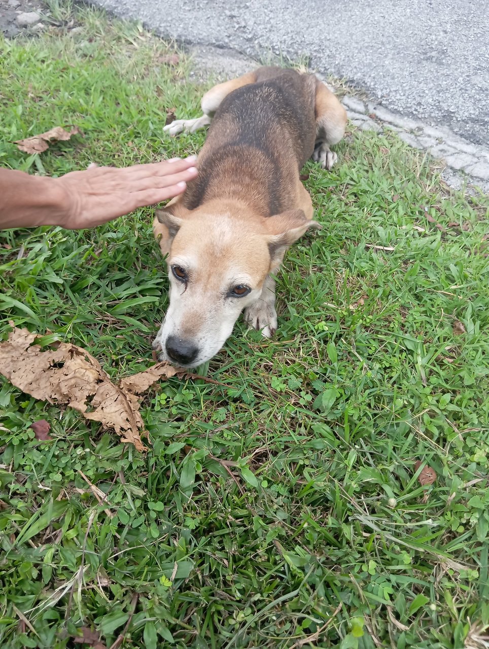 Coco - Mixed Breed Dog