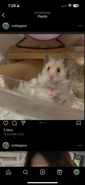 Rare Syrian Long Hair Hamster  - Syrian / Golden Hamster Hamster