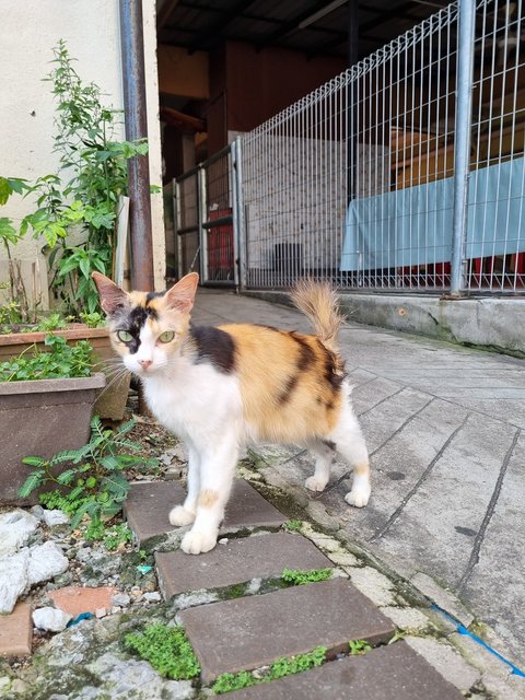 Nienie - Calico Cat