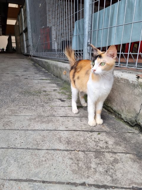 Nienie - Calico Cat