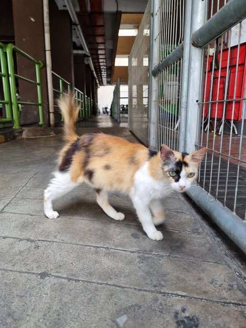 Nienie - Calico Cat