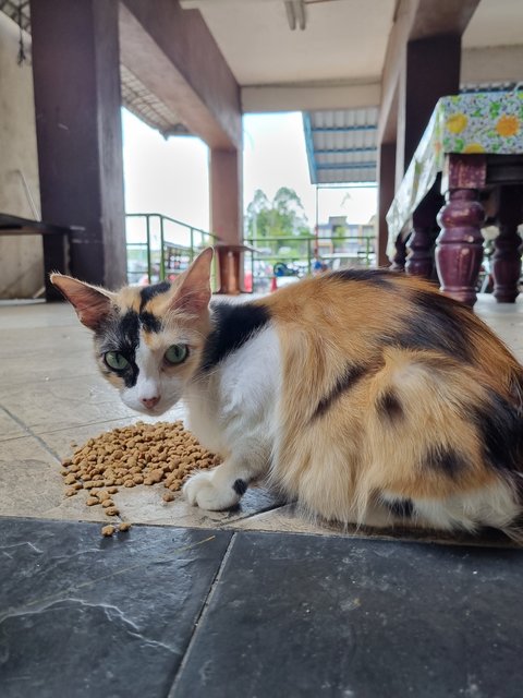 Nienie - Calico Cat