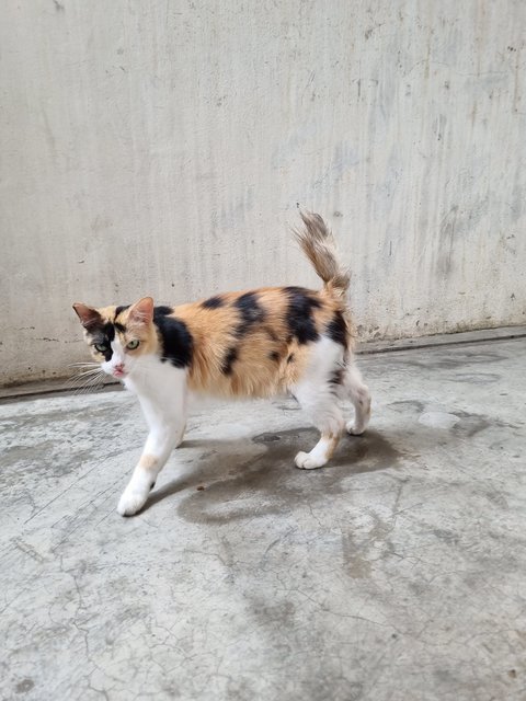 Nienie - Calico Cat