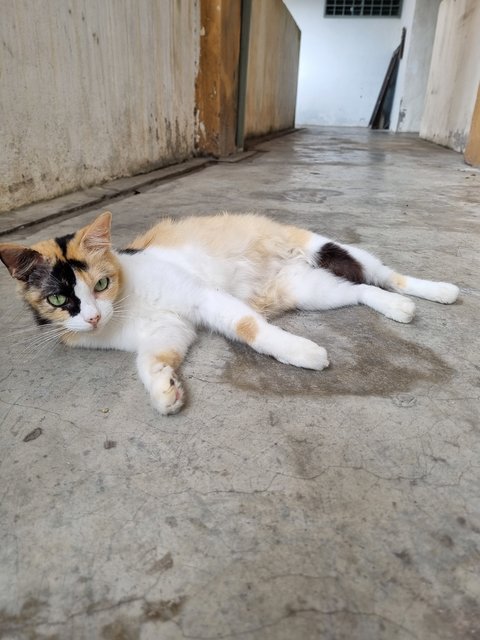 Nienie - Calico Cat