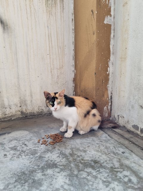 Nienie - Calico Cat