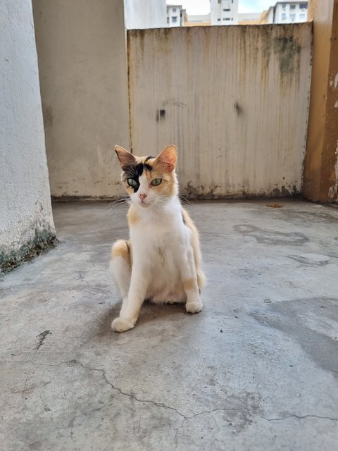 Nienie - Calico Cat