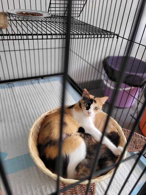 Nienie - Calico Cat