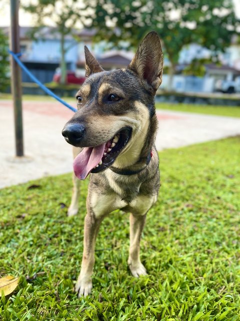 Zhonglee (Male) - German Shepherd Dog Mix Dog