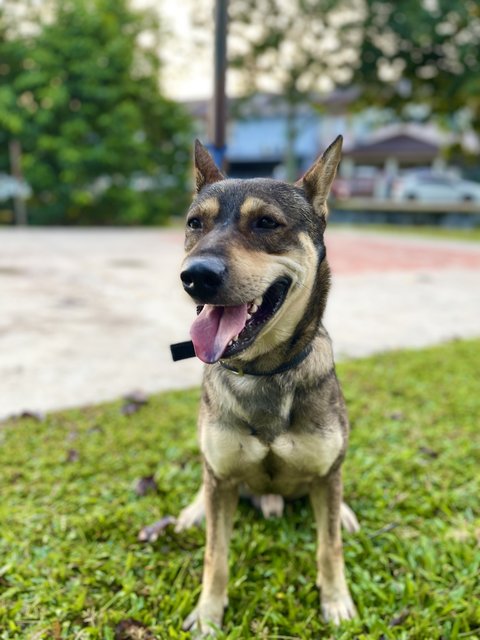 Zhonglee (Male) - German Shepherd Dog Mix Dog