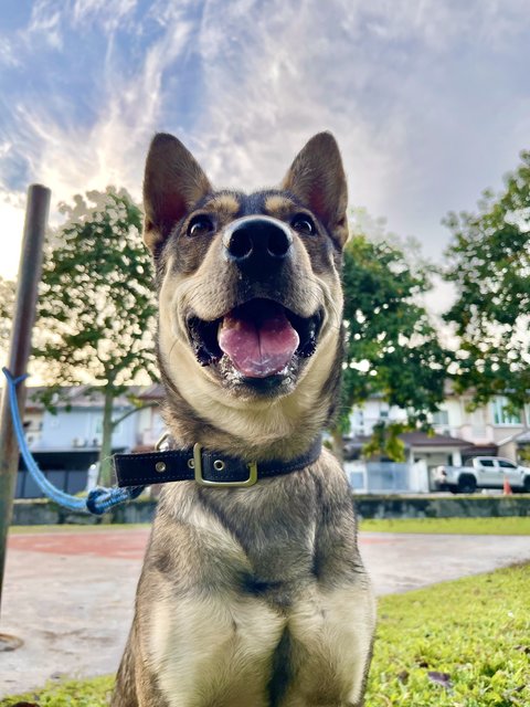 Zhonglee (Male) - German Shepherd Dog Mix Dog