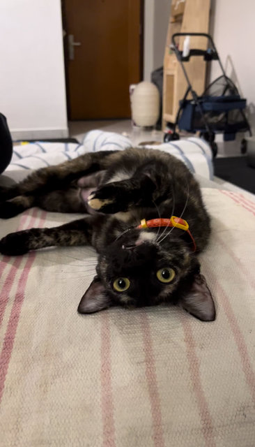 Sprout - Domestic Short Hair Cat