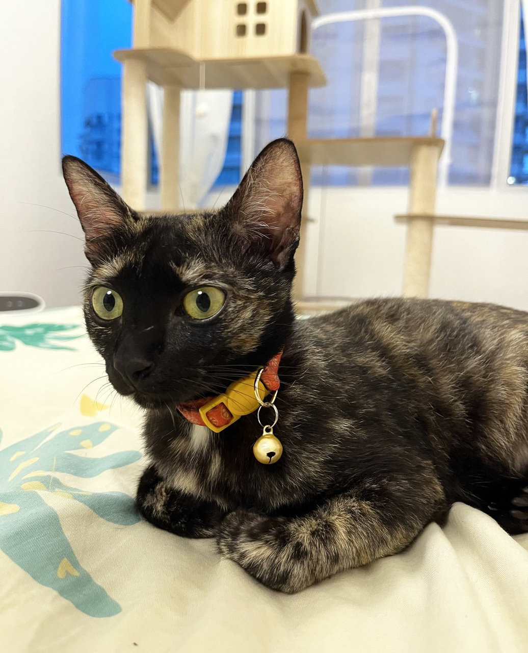 Sprout - Domestic Short Hair Cat