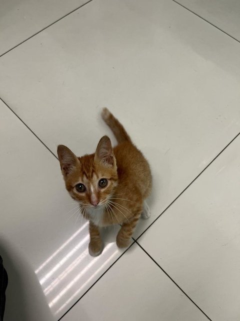 Ginger - Domestic Short Hair Cat