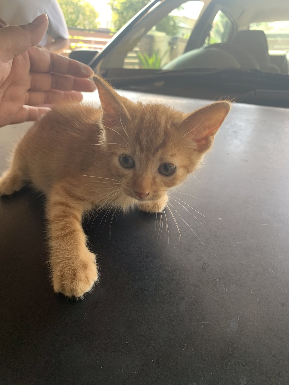 Cheddar &amp; Labu - Domestic Short Hair Cat