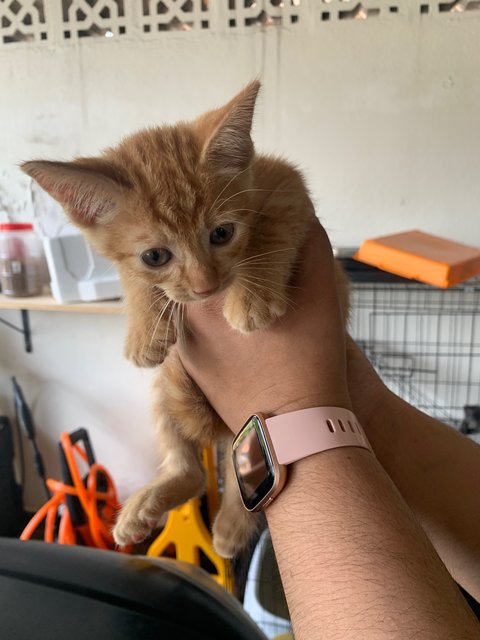 Cheddar &amp; Labu - Domestic Short Hair Cat