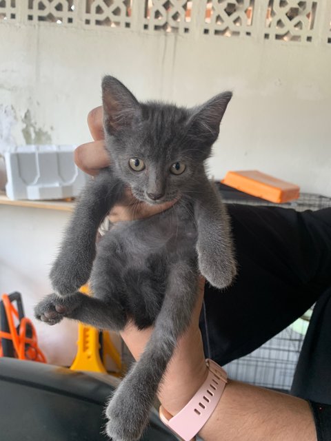 Cheddar &amp; Labu - Domestic Short Hair Cat