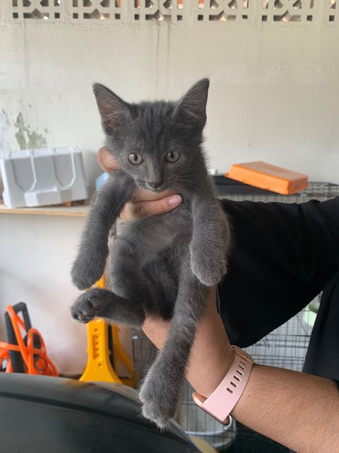 Cheddar &amp; Labu - Domestic Short Hair Cat