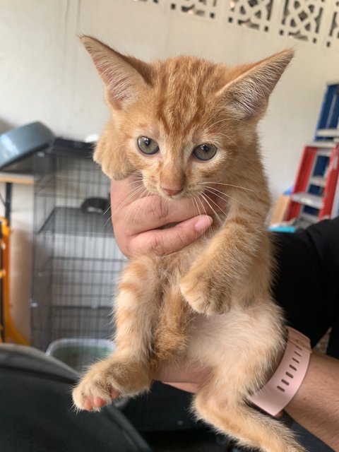 Cheddar &amp; Labu - Domestic Short Hair Cat