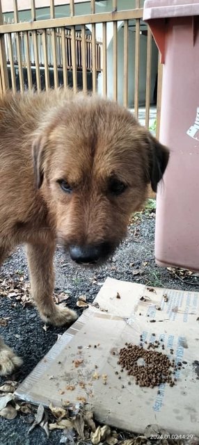 Cooper - Mixed Breed Dog