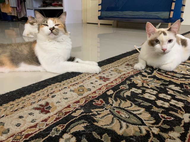 Mayonnaise &amp; Caramel - Domestic Short Hair + Calico Cat