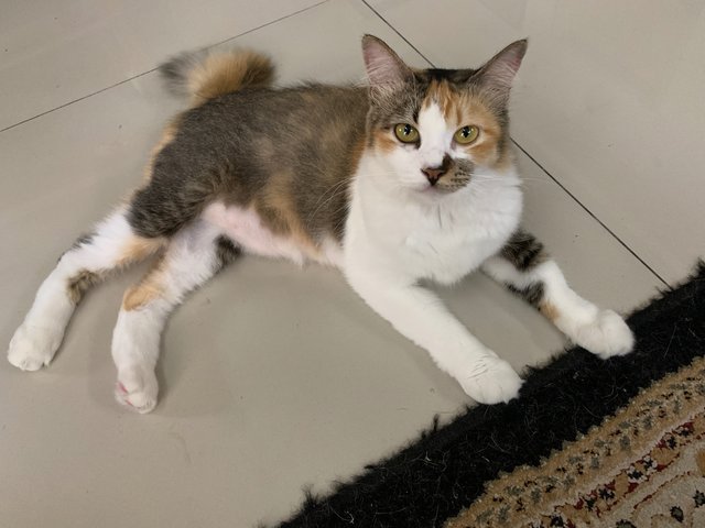 Mayonnaise &amp; Caramel - Domestic Short Hair + Calico Cat