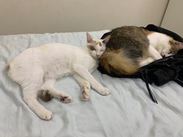 Mayonnaise &amp; Caramel - Domestic Short Hair + Calico Cat