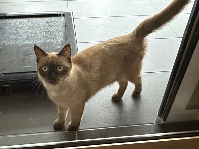 Siamese Brown - Siamese + Domestic Medium Hair Cat