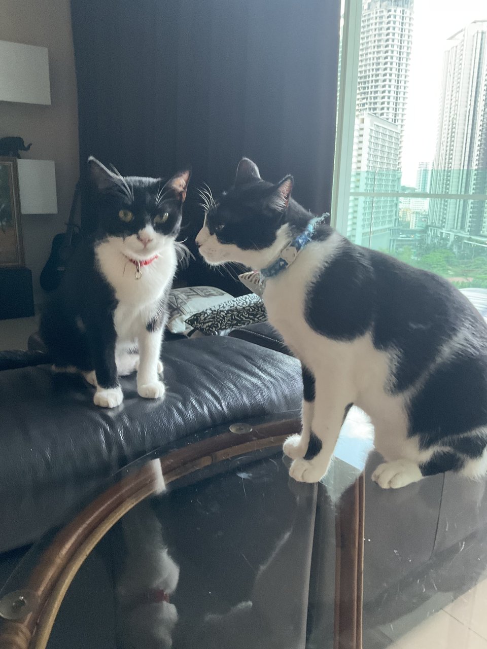 Kit &amp; Kat - Domestic Short Hair Cat