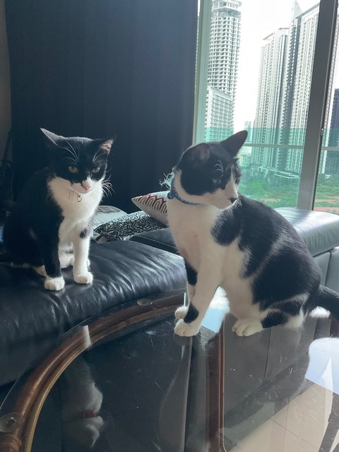 Kit &amp; Kat - Domestic Short Hair Cat