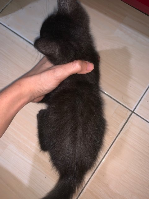 Midnight - British Shorthair + Domestic Long Hair Cat