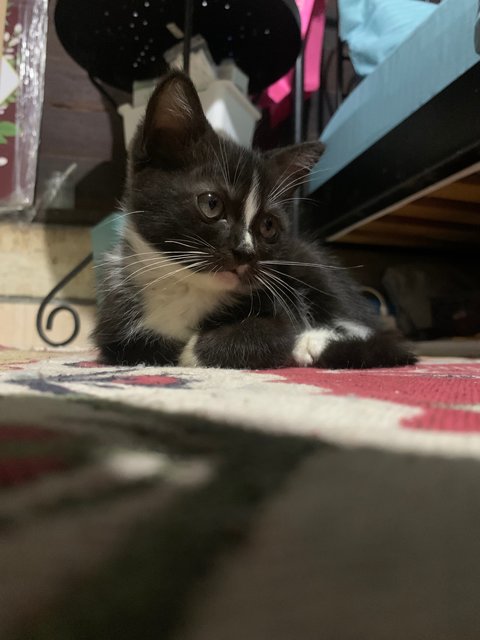 Oreo - British Shorthair + Domestic Long Hair Cat