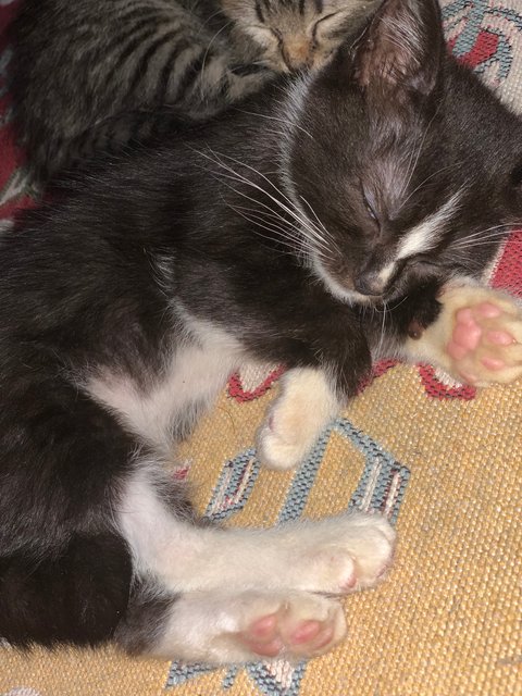 Oreo - British Shorthair + Domestic Long Hair Cat