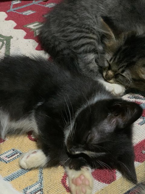 Oreo - British Shorthair + Domestic Long Hair Cat