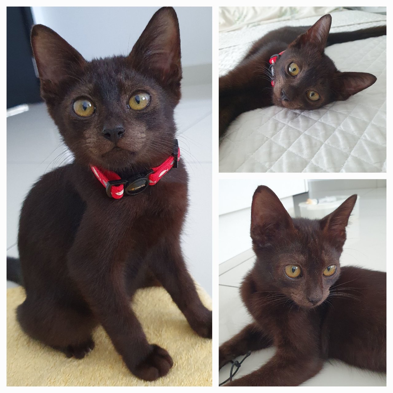 Vespa - Domestic Short Hair Cat