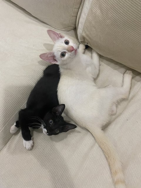 Sylvester &amp; Sylvie - Domestic Short Hair Cat