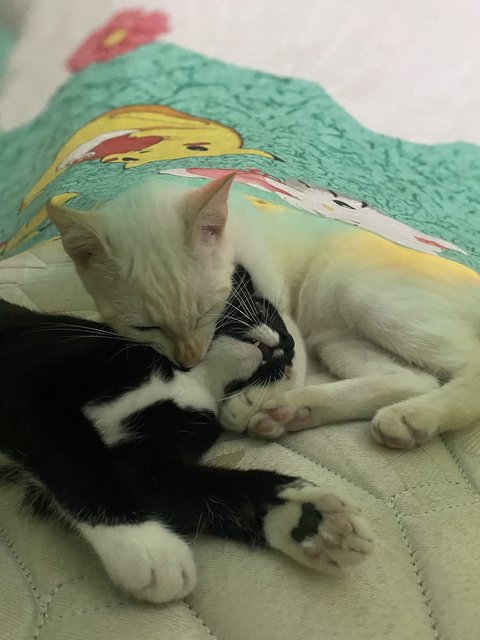 Sylvester &amp; Sylvie - Domestic Short Hair Cat