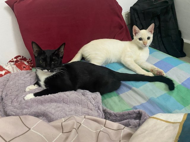 Sylvester &amp; Sylvie - Domestic Short Hair Cat