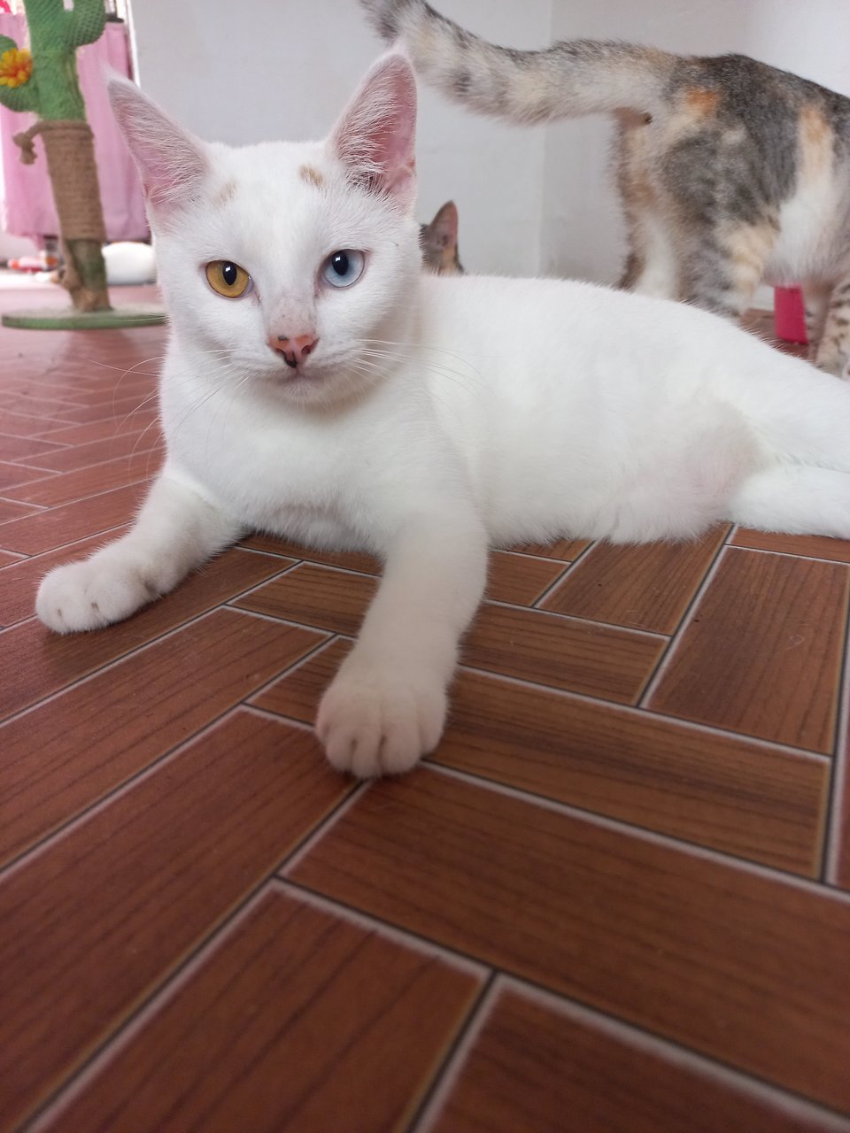 Princesa - Domestic Short Hair Cat