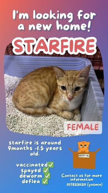 Starfire - Domestic Short Hair Cat