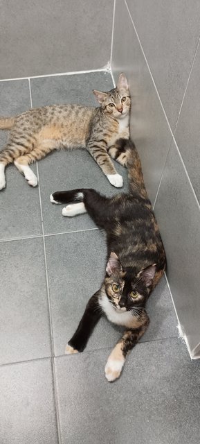 Mocha &amp; Earl Grey - Domestic Short Hair Cat