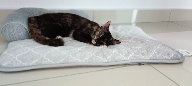 Mocha &amp; Earl Grey - Domestic Short Hair Cat