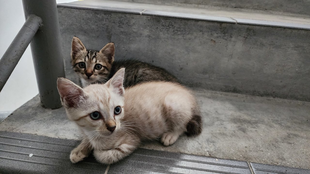 Stray Kittens - Domestic Short Hair Cat