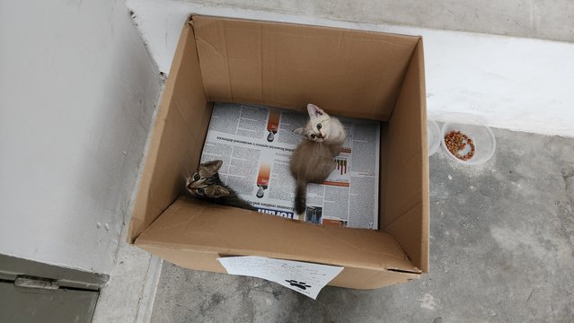 Stray Kittens - Domestic Short Hair Cat